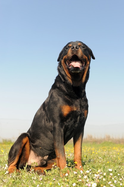 Foto rottweiler