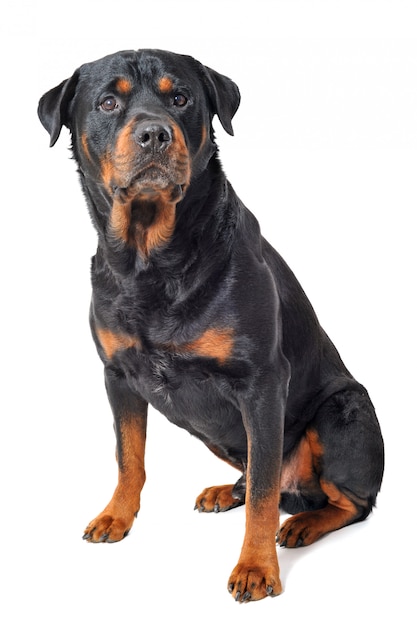 Rottweiler