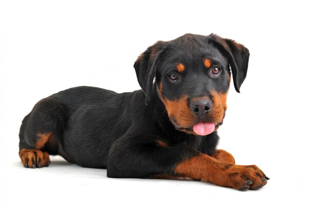 Rottweiler