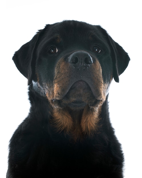 Rottweiler