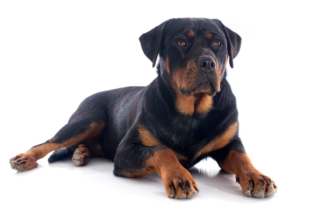 Rottweiler