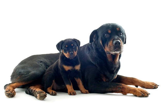 Rottweilers en blanco