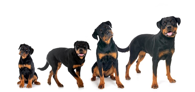 Rottweilers de raça pura em frente a um fundo branco