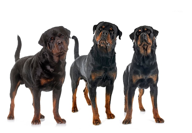 Rottweilers em estúdio