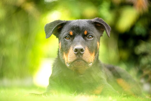 Rottweller Hund