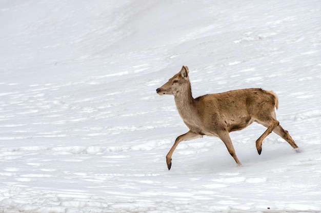 Rotwild auf dem Schneehintergrund