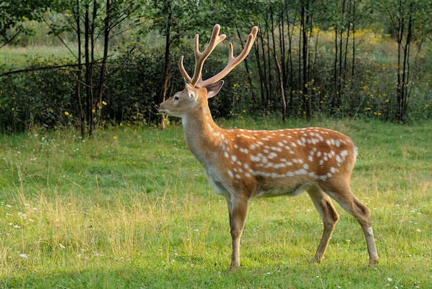 Rotwild auf einem Hintergrund der wilden Natur.