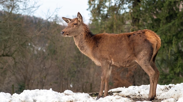 Rotwild auf einem schneebedeckten Rasen in den Karpaten Rumänien