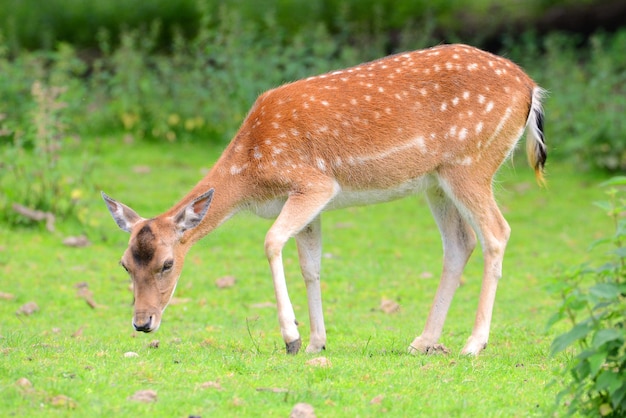 Rotwild auf einer Wiese