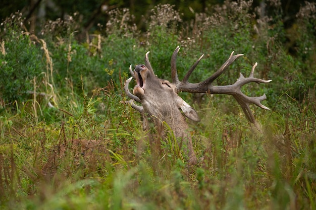 Rotwild auf grünem Hintergrund während der Hirschbrunft im Naturlebensraum