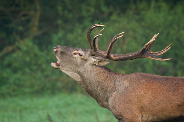 Rotwild brüllt auf dem Feld in der Wiesenbrunftzeit