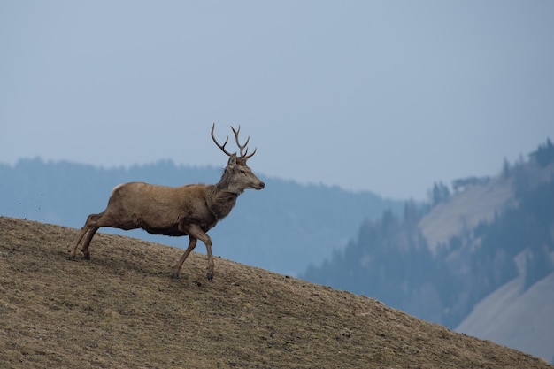 Rotwild, das auf dem Grashintergrund läuft