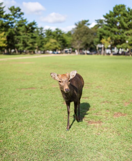 Rotwild, das in den Park geht