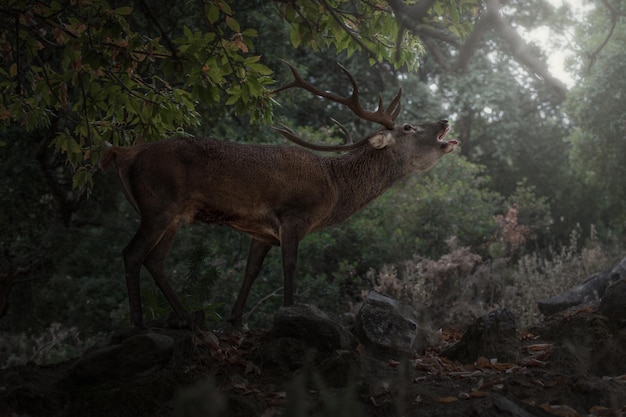 Rotwild im mediterranen Wald