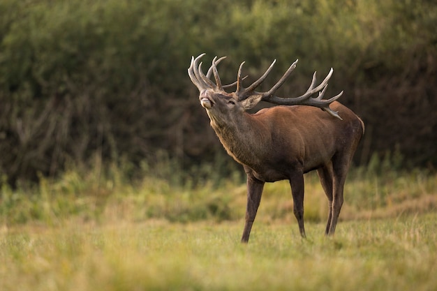 Rotwild im Naturlebensraum während der europäischen Tierwelt der Hirschbrunft