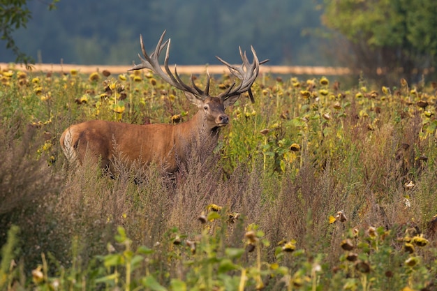 Rotwild im Naturlebensraum während der Hirschbrunft