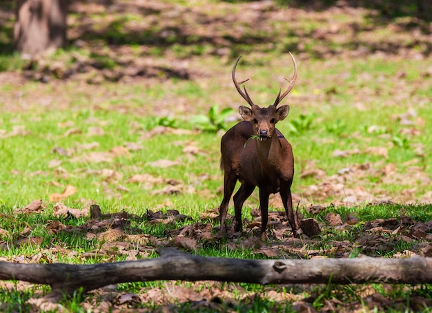 Rotwild in Huai Kha Khaeng Wildlife Sanctuary, Thailand