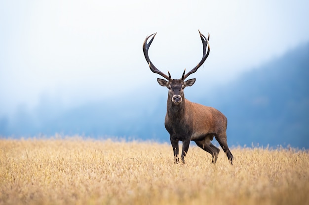 Rotwild mit großen Geweihen, die auf Feld mit körnigem Gras im Morgennebel stehen