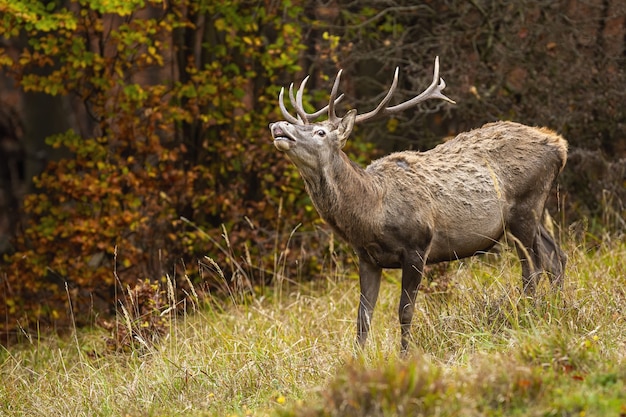 Rotwild schnüffelt auf trockenem Grasland in der Herbstnatur