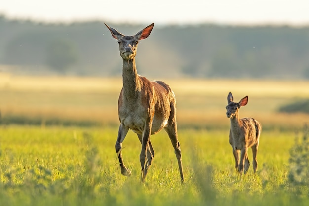 Rotwildhinter mit Kalb, das bei Sonnenuntergang geht.