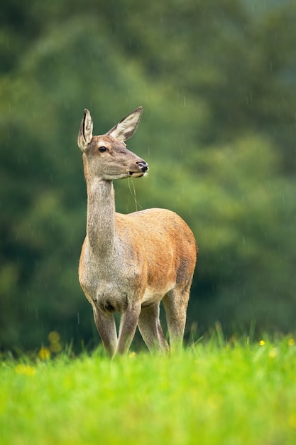 Rotwildhinterstand, der im Herbst auf Wiese steht