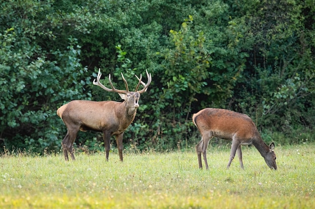 Rotwildhirsch, der auf einer Wiese in der herbstlichen Brunftzeit mit Hinterweide brüllt