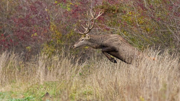 Foto rotwildhirsch, der im herbst im hohen gras springt