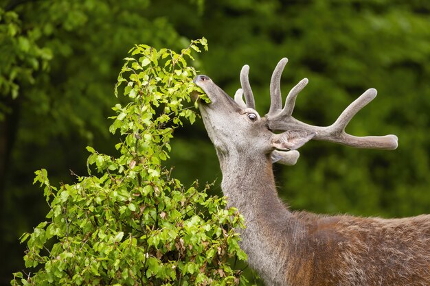 Rotwildhirsch mit Geweih im Samt, der den Hals streckt und im Wald weidet