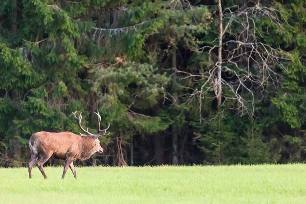 Rotwildhirsch mit großen Hörnern gegen grünen Wald.