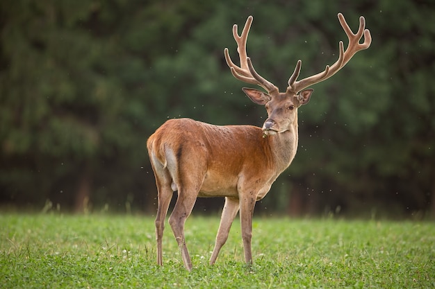 Rotwildhirsch mit herumfliegenden Fliegen