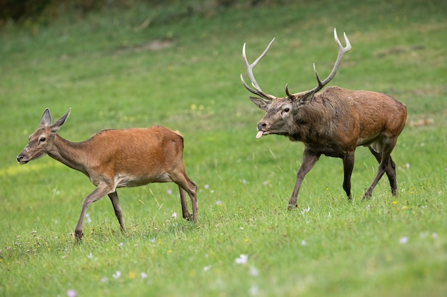 Rotwildpaar läuft auf einer Wiese nahe beieinander in der Paarungszeit