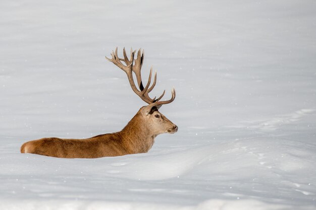 Rotwildporträt auf dem Schneehintergrund