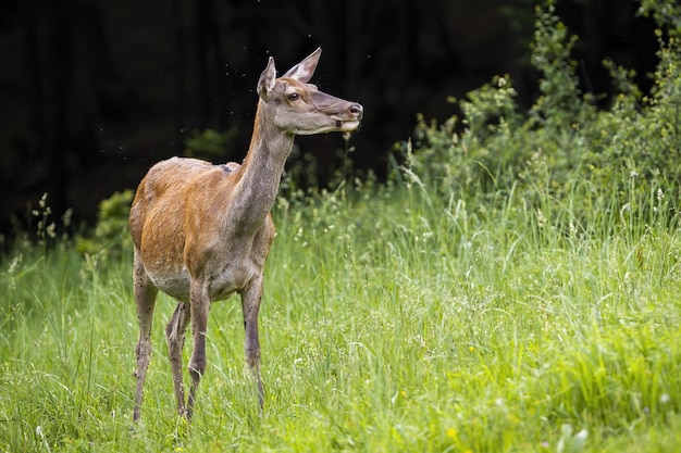 Rotwildweibchen, das im Frühling im hohen Gras steht