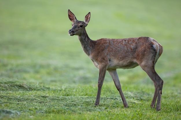 Rotwildweibchen, das im Sommer auf gemähtes Grasland blickt