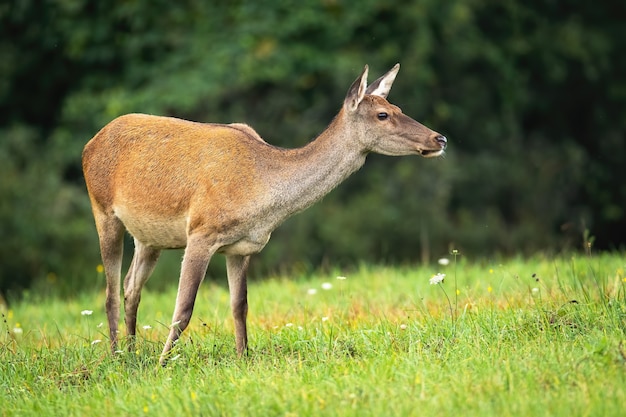 Rotwildweibchen schnüffelt in der Luft auf Wiese im Herbst.