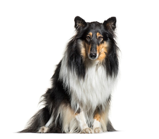 Rough Collie, 3 años de edad, sentado delante de un fondo blanco