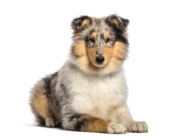 Rough Collie, 4 Monate alt, liegt vor weißem Hintergrund