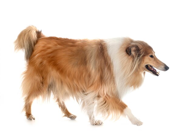 Rough Collie aislado