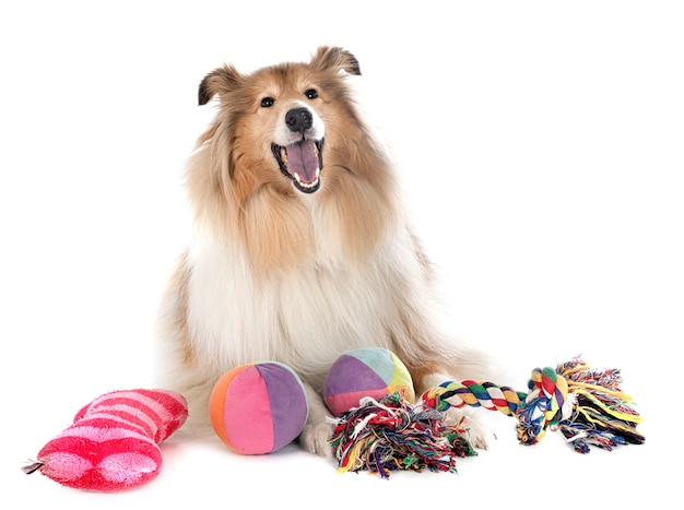 Rough Collie