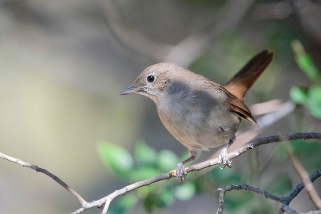 Rouxinol comum, rouxinol ruivo ou rouxinol (luscinia megarhynchos) málaga, espanha