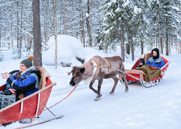 Foto rovaniemi, finlandia - 3 de marzo de 2017: gente montando caravanas de trineos tirados por renos en el bosque de invierno en laponia, rovaniemi, finlandia