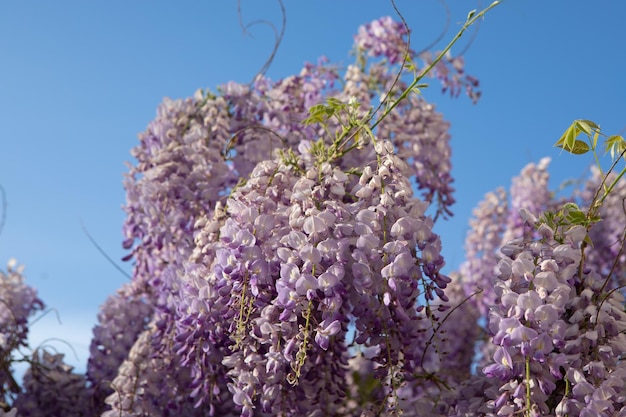 Rovigo ITALIA 18 Abril 2020 Planta de glicinia floreciente con el clásico color lila de las flores Planta trepadora de uso ornamental que envuelve cualquier soporte