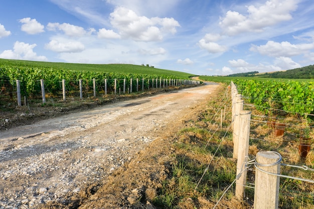 Row Rebe Traube in Champagner Weinbergen am Montagne de Reims, Reims, Frankreich