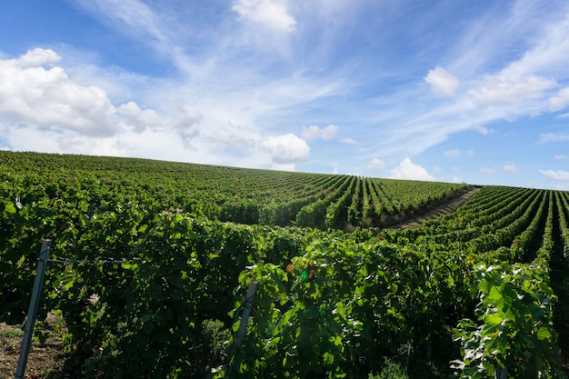 Row Rebe Traube in Champagner Weinbergen am Montagne de Reims, Reims, Frankreich