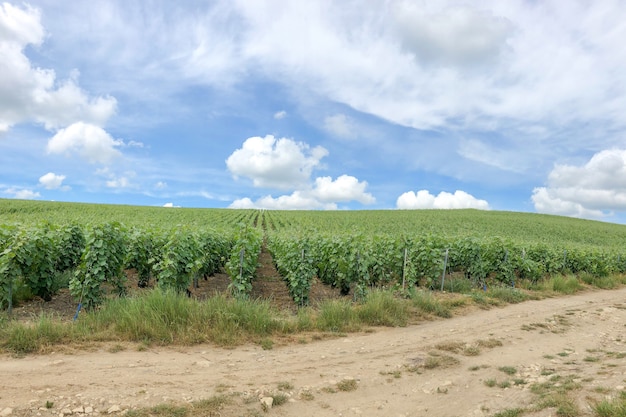 Row vine grape in champagne vineyards at montagne de reims, França