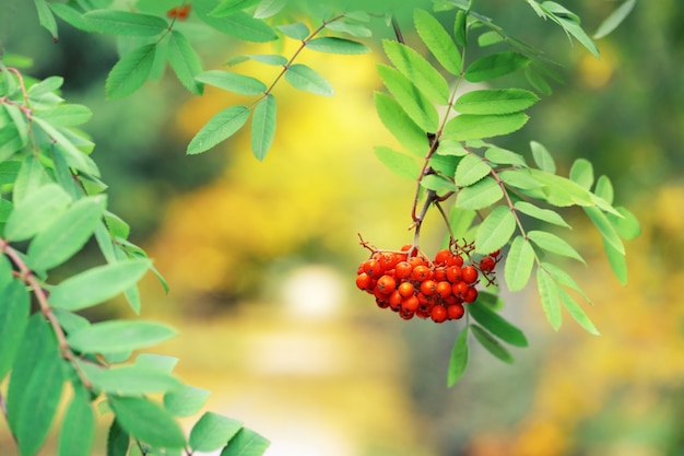 Rowan Beeren am Baum.