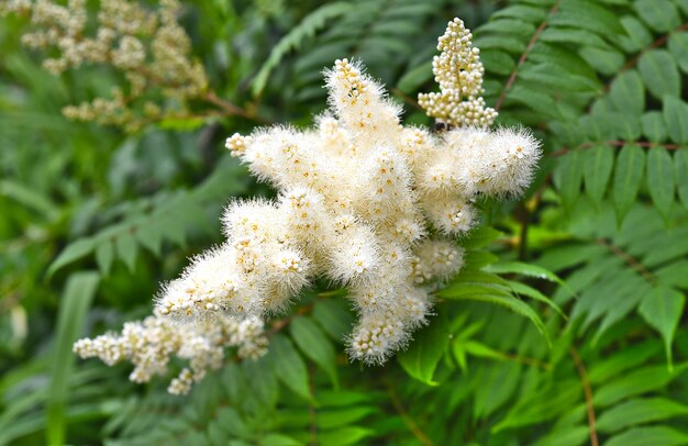 Rowan Blütenstand Sorbus pohuashanensis wächst in Fernost Russland