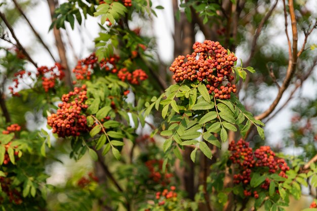 Rowan cachos crescendo em um galho com folhagem verde