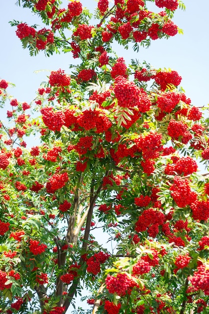 Rowan com cachos de frutas maduras