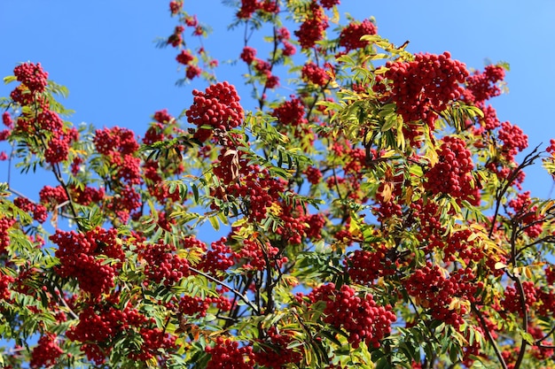 Rowan contra um céu azul brilhante com fundo desfocado